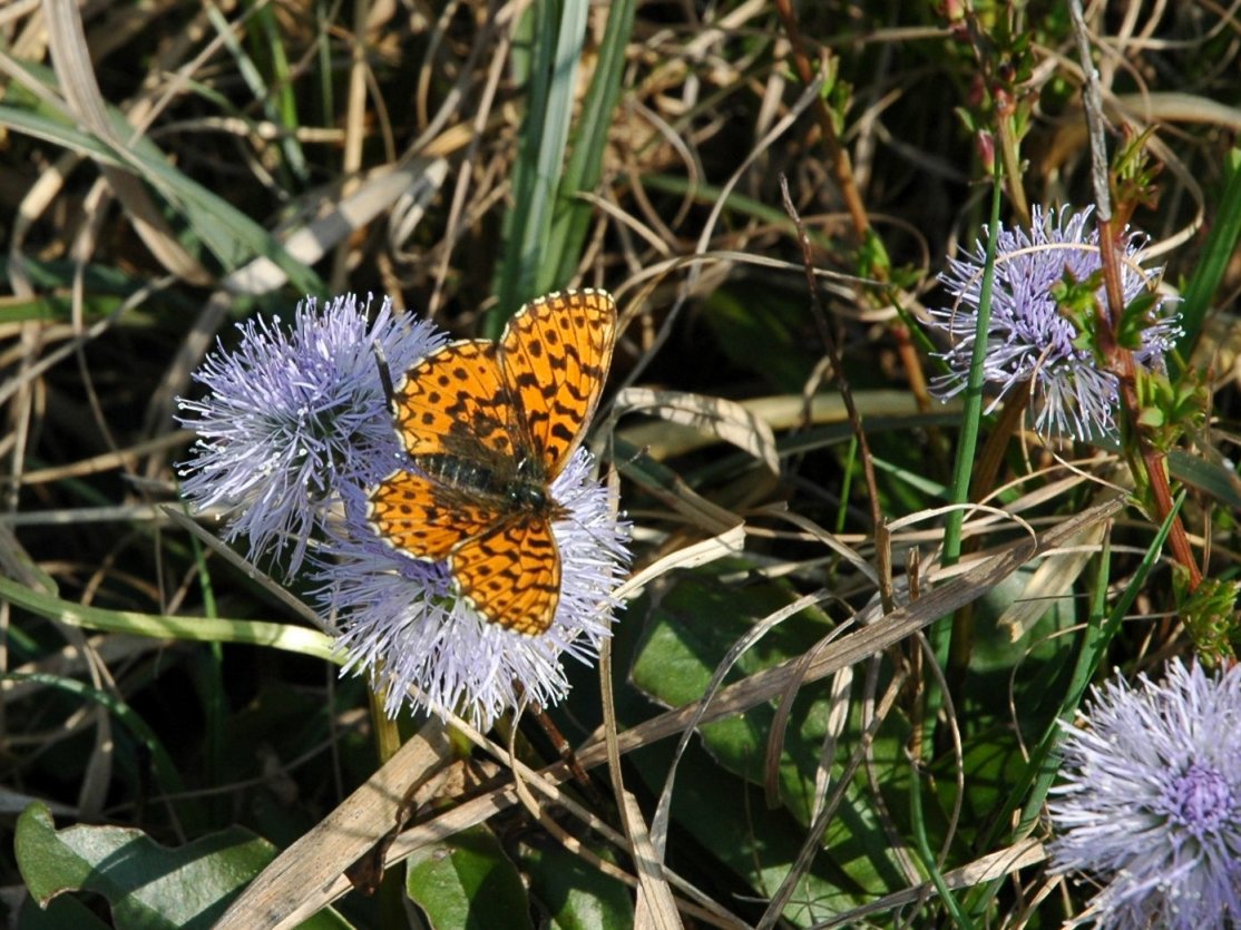 Argynnis aglaja ? - No, Boloria (Clossiana) selene